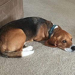 Thumbnail photo of Duke- Beagle #2