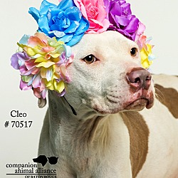 Thumbnail photo of Cleo  (Foster Care) #4