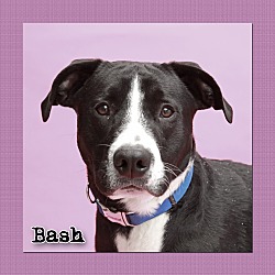 Thumbnail photo of Bash #1