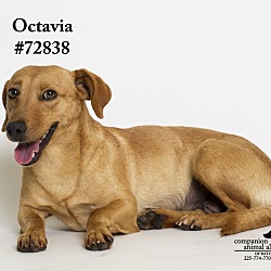 Thumbnail photo of Octavia #3