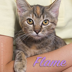 Thumbnail photo of Flame #1