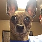 Chihuahua Puppies - Chihuahua Rescue and Adoption Near You