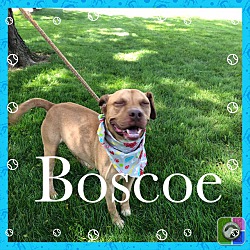 Photo of Boscoe