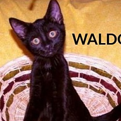 Photo of Waldo-features like a siamese