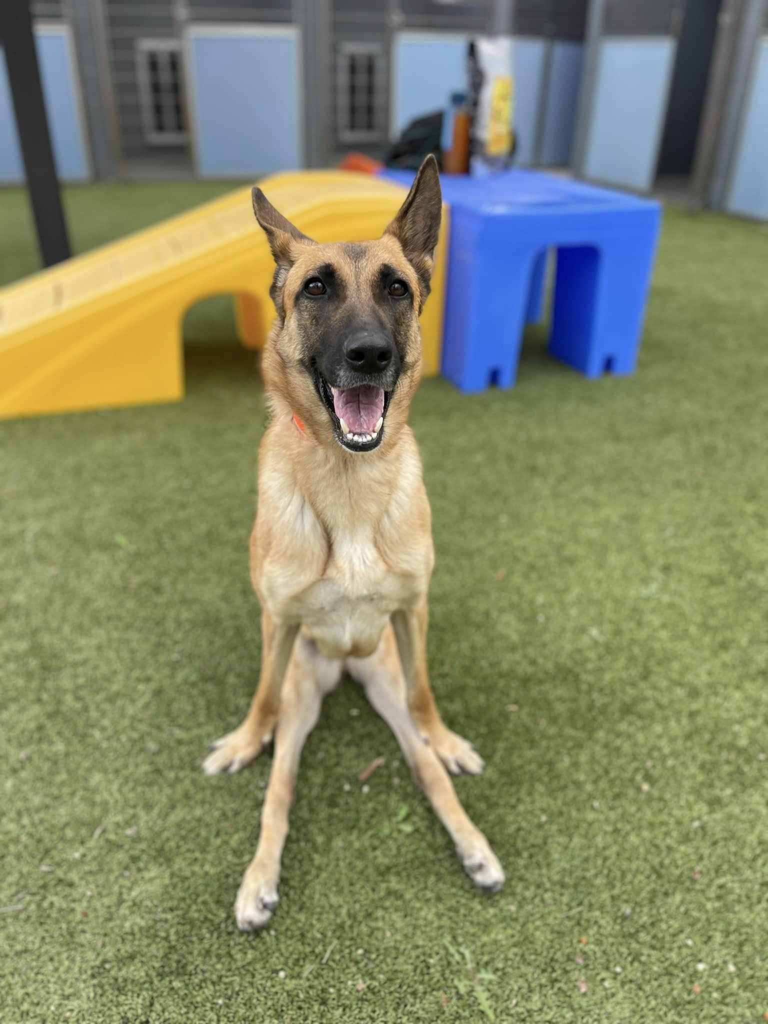 Adopt Sasha a Tan/Yellow/Fawn - with Black Belgian Malinois / Mixed dog ...