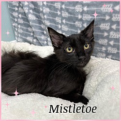 Thumbnail photo of Mistletoe #1