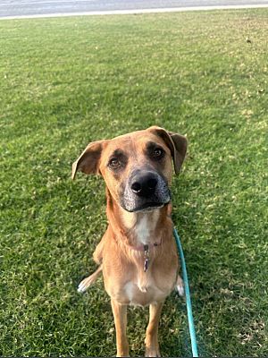 Oceanside, CA - Black Mouth Cur. Meet Lana a Pet for Adoption ...