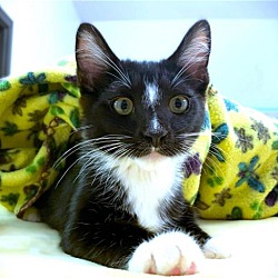 Photo of Kitten Queena
