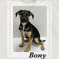 Photo of Bony
