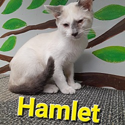 Photo of Hamlet (Mr. Snowshoe)