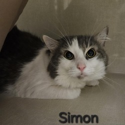 Thumbnail photo of Simon #2