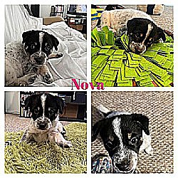 Thumbnail photo of Nova #3