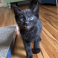 adopt a pet