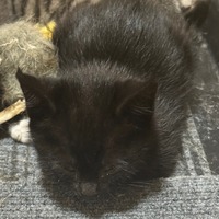 adopt-pet