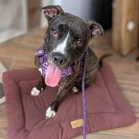 adopt-pet