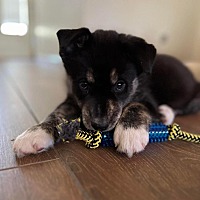 adopt a pet