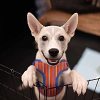 adopt a pet