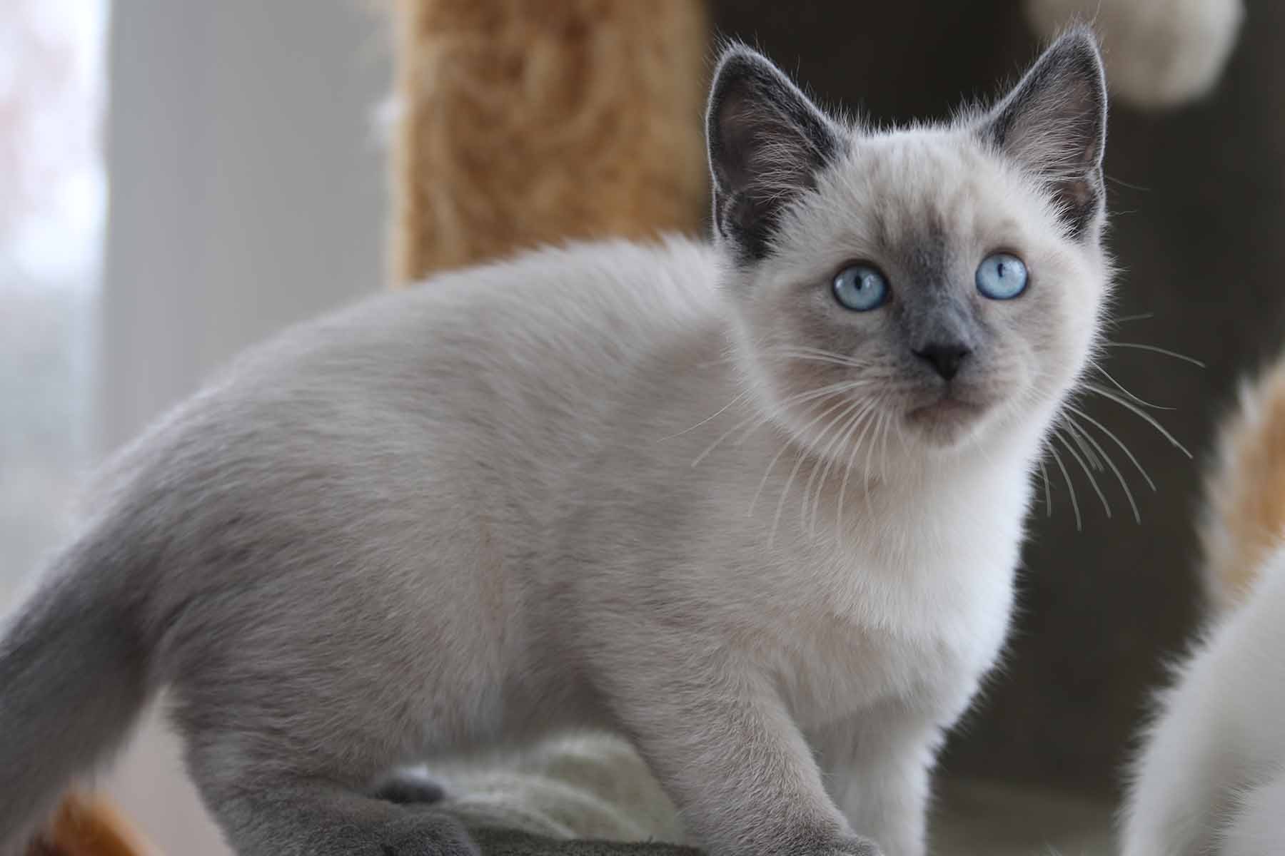 siamese kittens for adoption