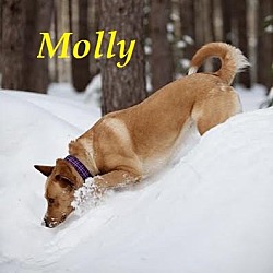 Thumbnail photo of Molly - AP April 2016 #3