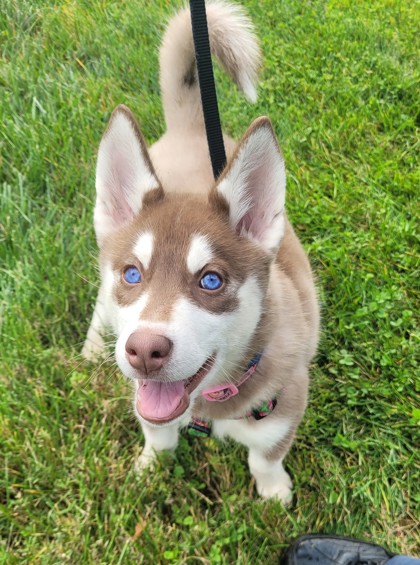 Lancaster, PA - Husky. Meet Honey a Pet for Adoption - AdoptaPet.com