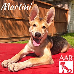 Thumbnail photo of Martini #1