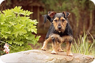 australian terrier dachshund mix