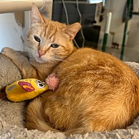 adopt a pet