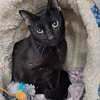 adopt-pet