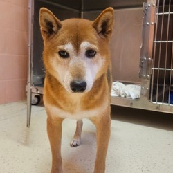 Loxahatchee, FL - Shiba Inu. Meet Fylo 6894 a Pet for Adoption