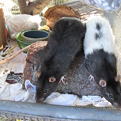 Thumbnail photo of Oh Rats!! :o) #2