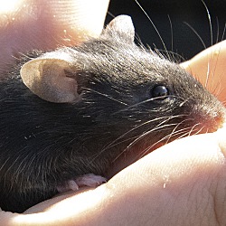 Thumbnail photo of Four Female Mice #3