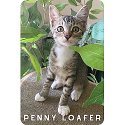 Thumbnail photo of Penny Loafer #1