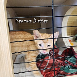 Photo of Peanut Butter