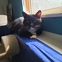 adopt a pet