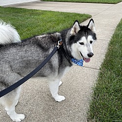 Photo of Koda