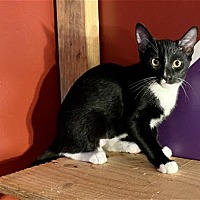 adopt a pet