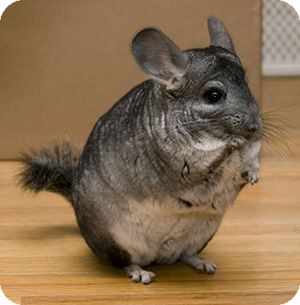 chinchillas for adoption