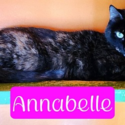 Thumbnail photo of Annabelle #1