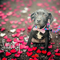 Thumbnail photo of Smoky #2