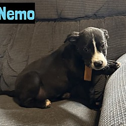 Thumbnail photo of Nemo #1