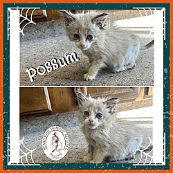 Thumbnail photo of Possum #1