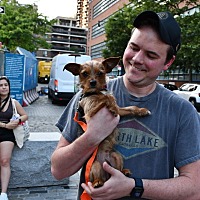 adopt a pet