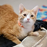 adopt a pet