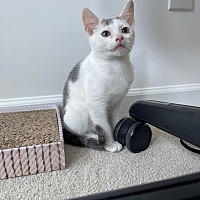 adopt a pet