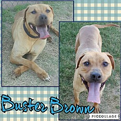 Thumbnail photo of Buster Brown #2