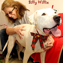 Thumbnail photo of Willie ~ Adopted #4
