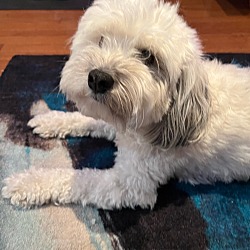 Photo of Mushu