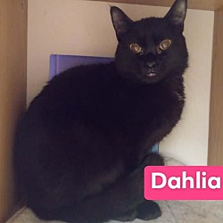 Thumbnail photo of Dahlia #2