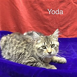 Photo of Yoda