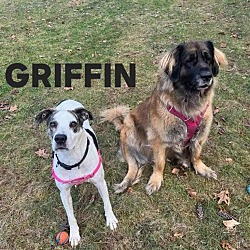 Thumbnail photo of Griffin #3